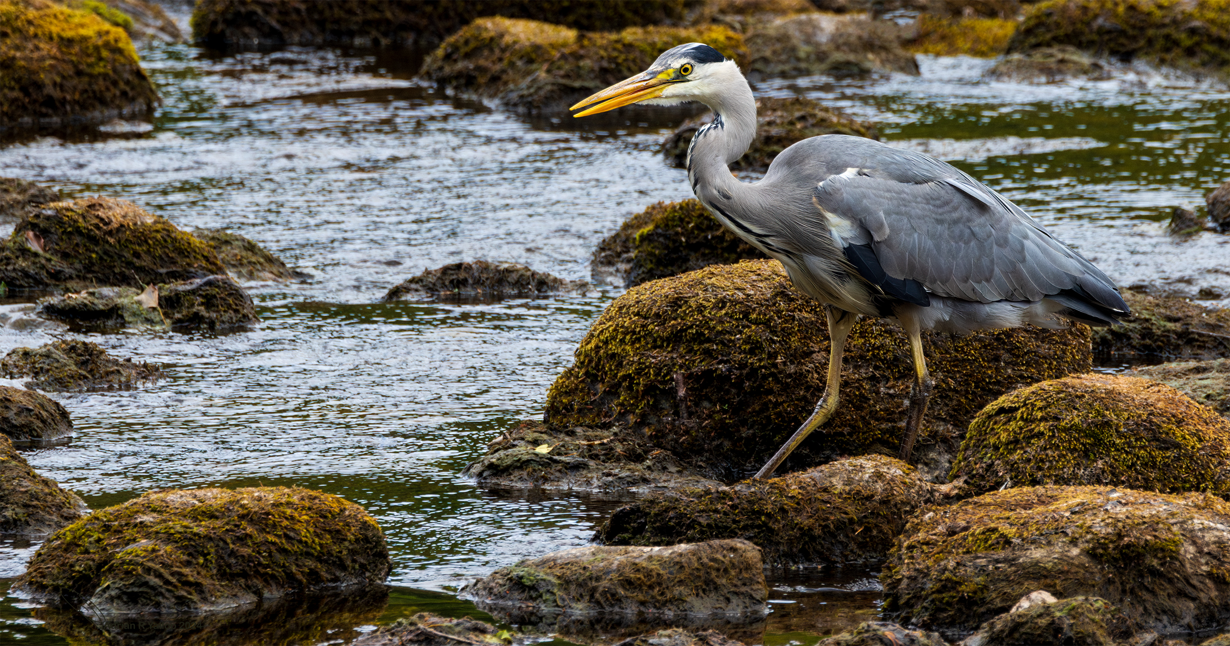 Ardea cinerea,grey heron